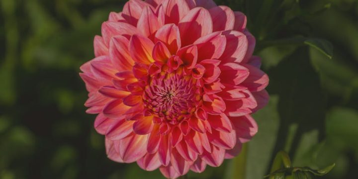 健康食品的重要性與科學解析