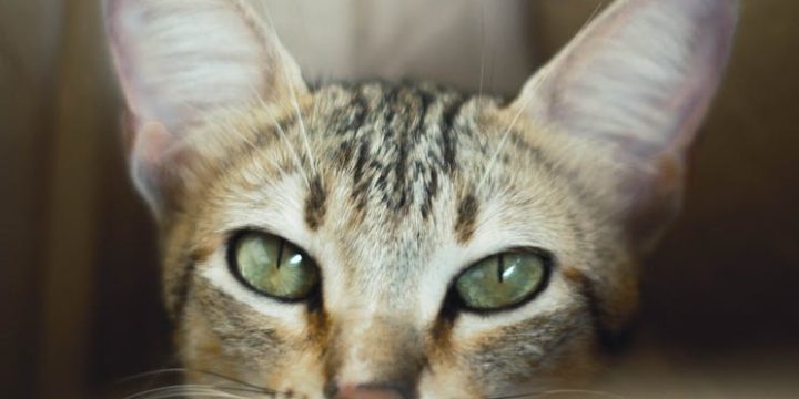 修護面膜：讓肌膚重獲新生的秘密